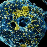 Коронавірус