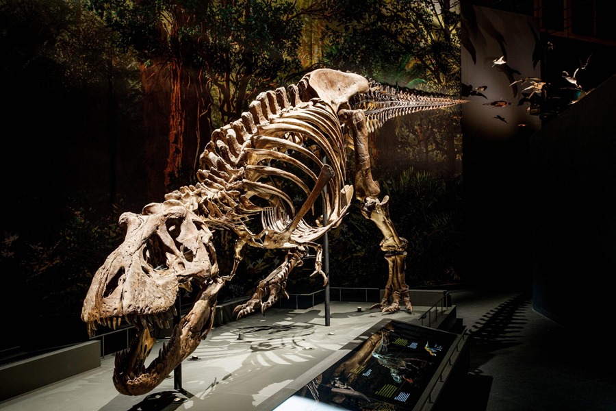 Комп’ютерне моделювання показало, як пересувався тиранозавр