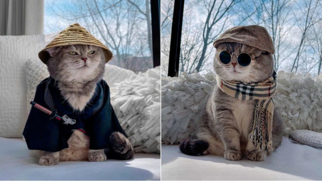 У цього кота більше підписників у Instagram ніж у вас. Як живе зірка соцмережі – модник Бенсон