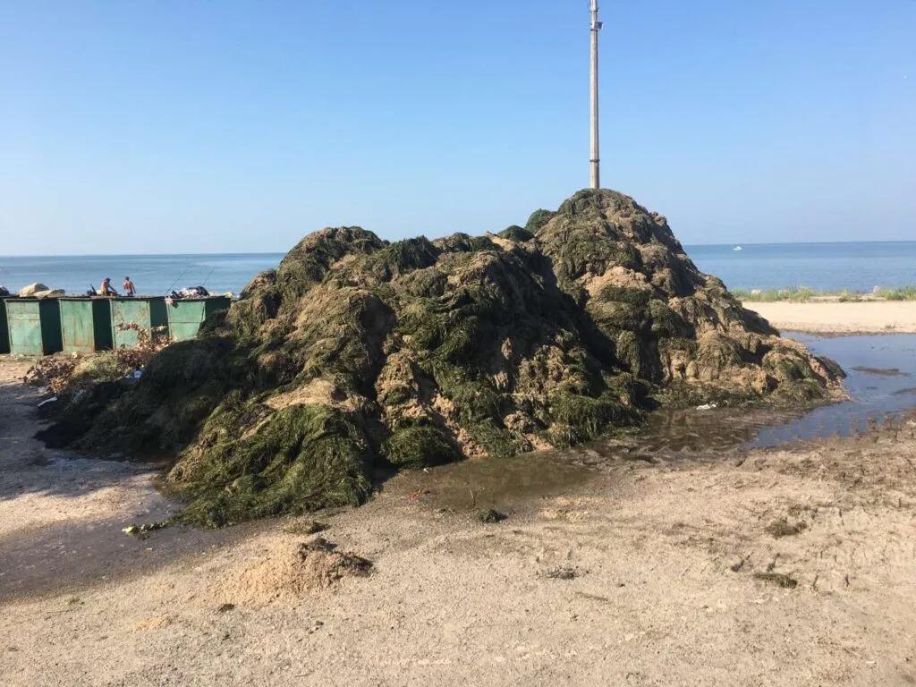 Все зелене: водорості з берегу моря в Україні збирає важка техніка
