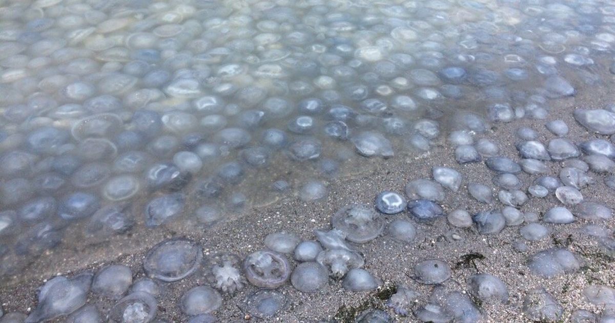 «Купатися неможливо»: українці скаржаться на навалу медуз