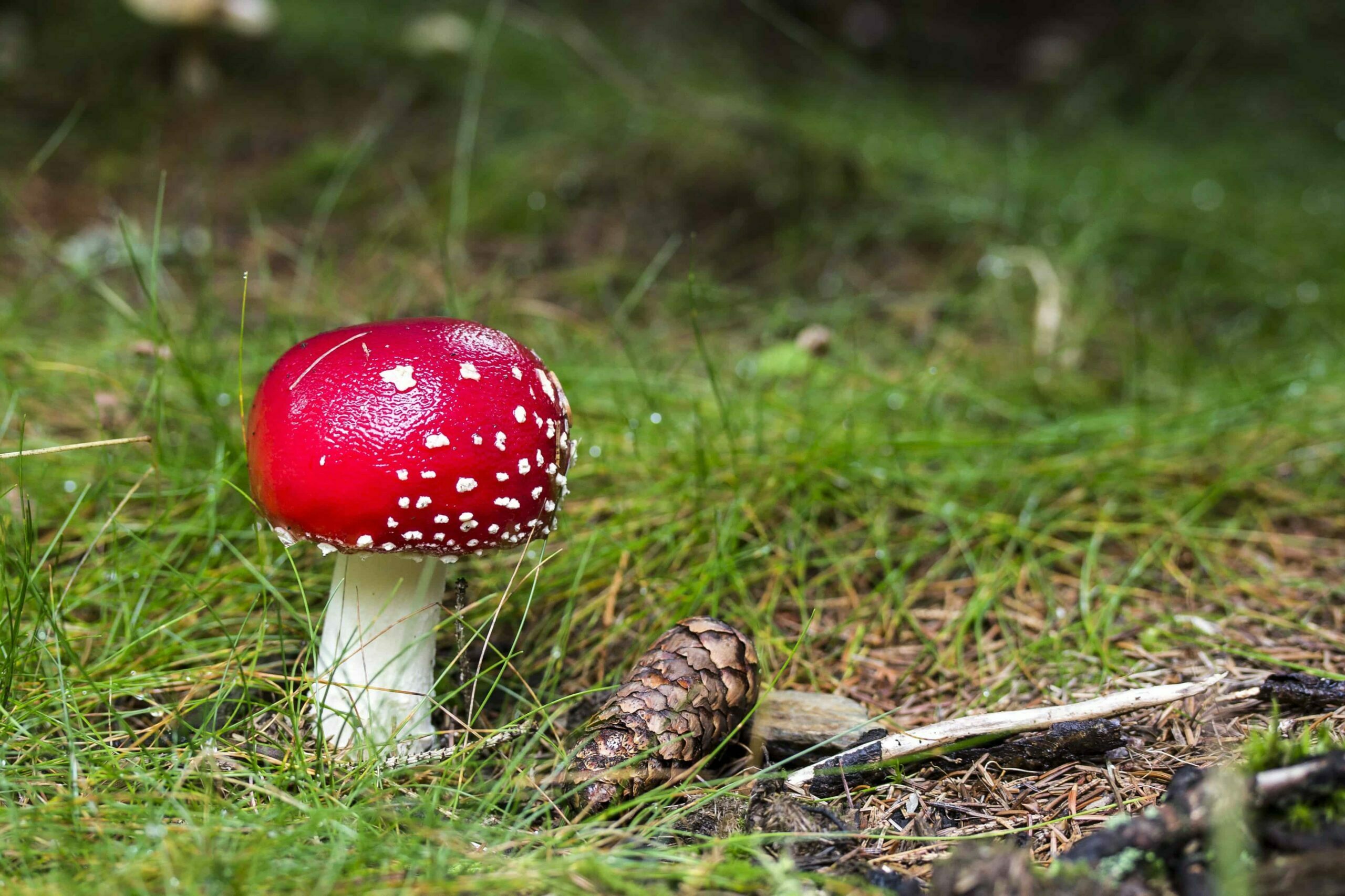 Українцям розповіли про те, кому їсти гриби категорично заборонено