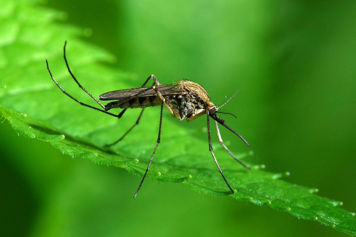 Вчені сперечаються не один рік в питанні, чому в Ісландії, насправді, немає комарів