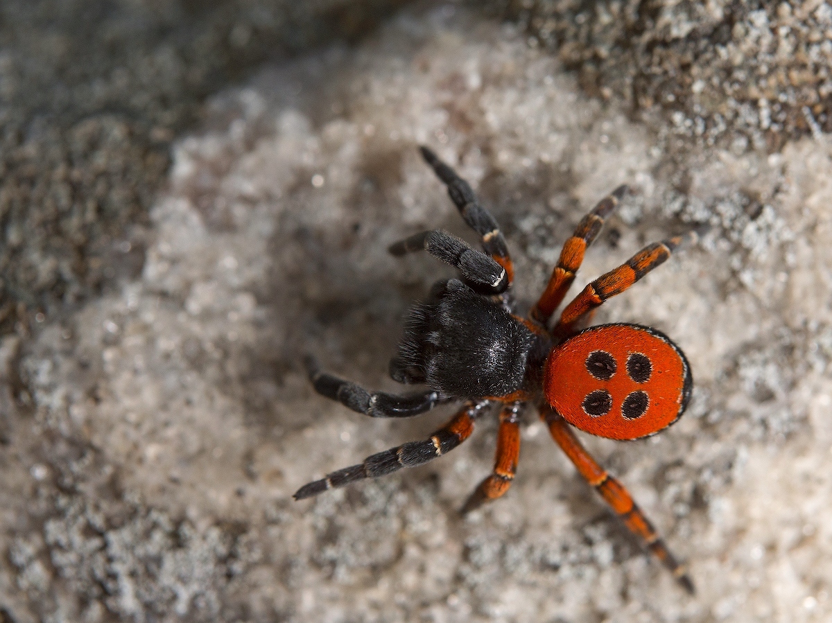 На Киевщине найден опаснейший ядовитый паук