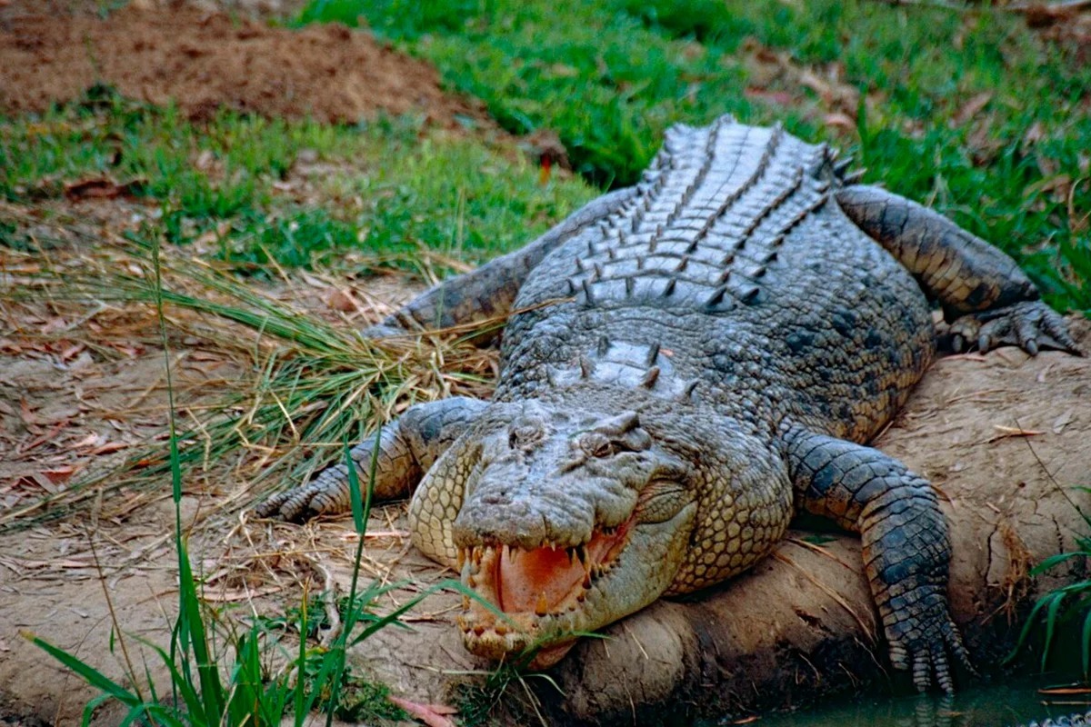 Крокодил з’їв людину живцем: монстра виловлювати три дні