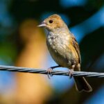 Пташка на дроті