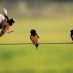 птах на дроті