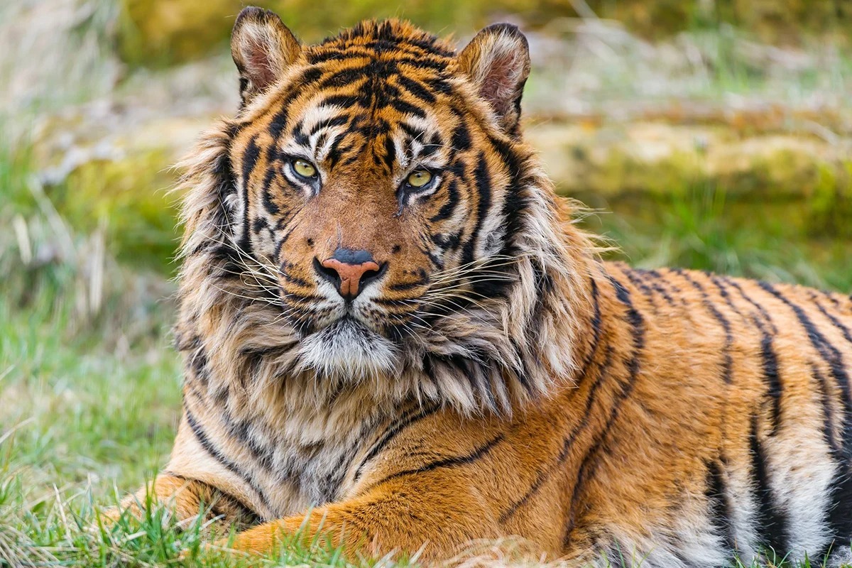 Дослідники світу тварин розповіли, кого насправді боїться тигр