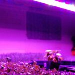 ультрафіолет