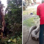 велика змія