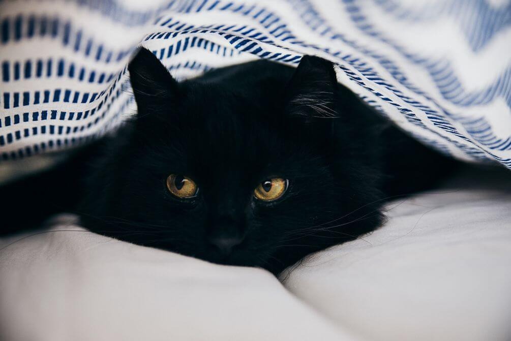 В інтернеті набарає популярності головоломка з пошуком чорного кота