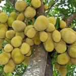 хлібне дерево