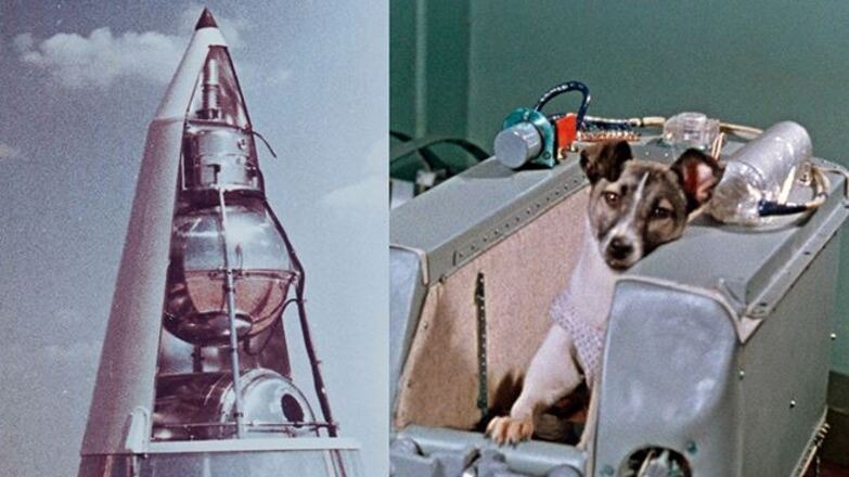 Чому 64 роки тому “космонавт-собака” Лайка стала “найбільш самотньою і нещасною у світі”
