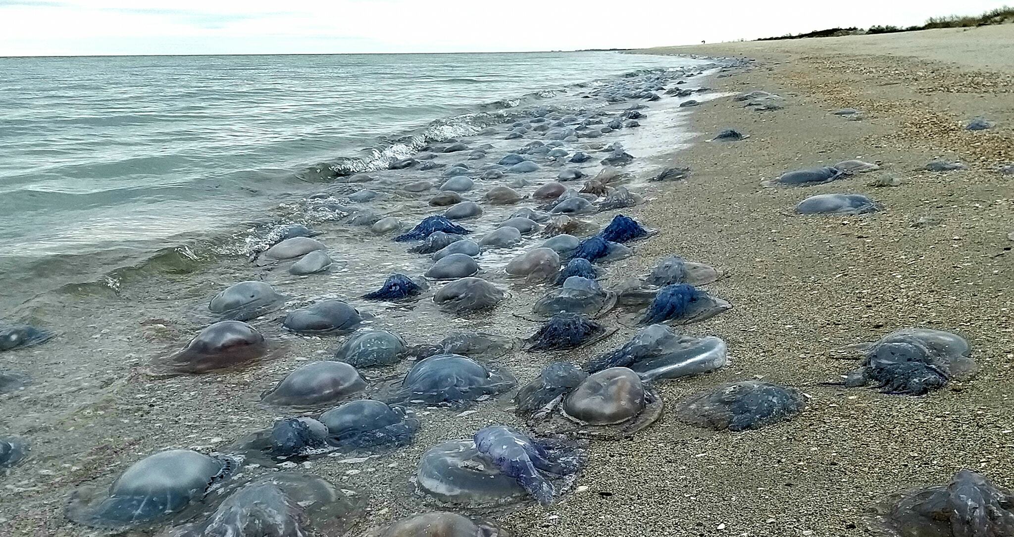 Стало известно, почему возле Одессы на берег выбросились миллионы медуз