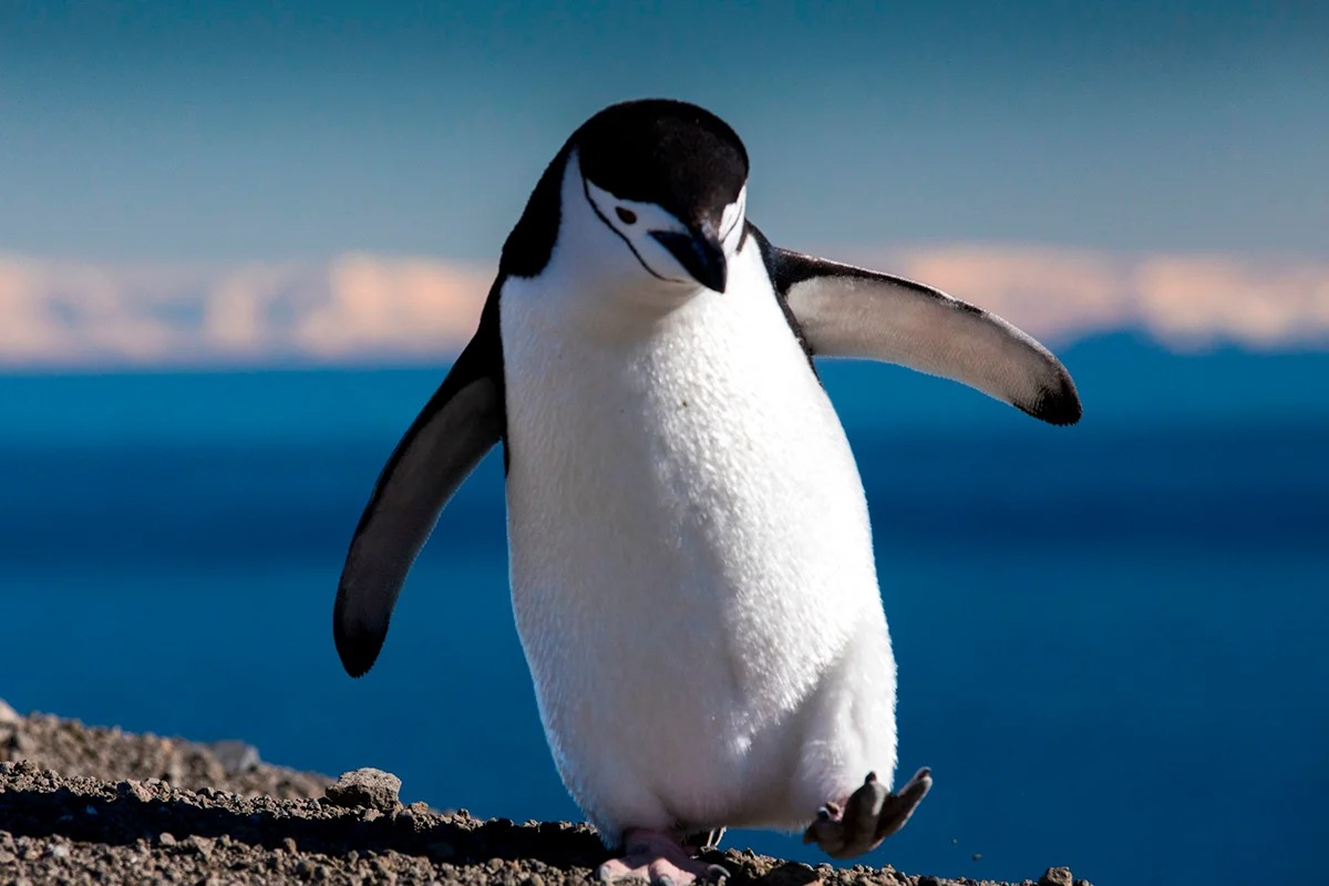 Науковці розповіли, чому насправді пінгвіни не можуть літати