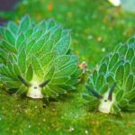 морська вівця