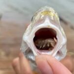 Атлантичний каркач