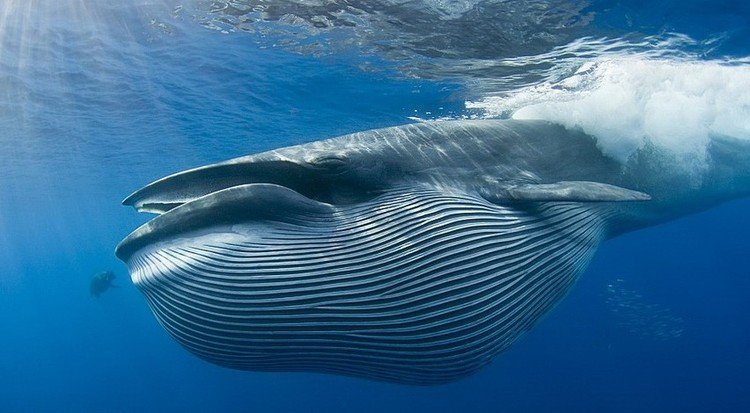 Як виглядає серце Синього кита – найбільшої істоти на планеті