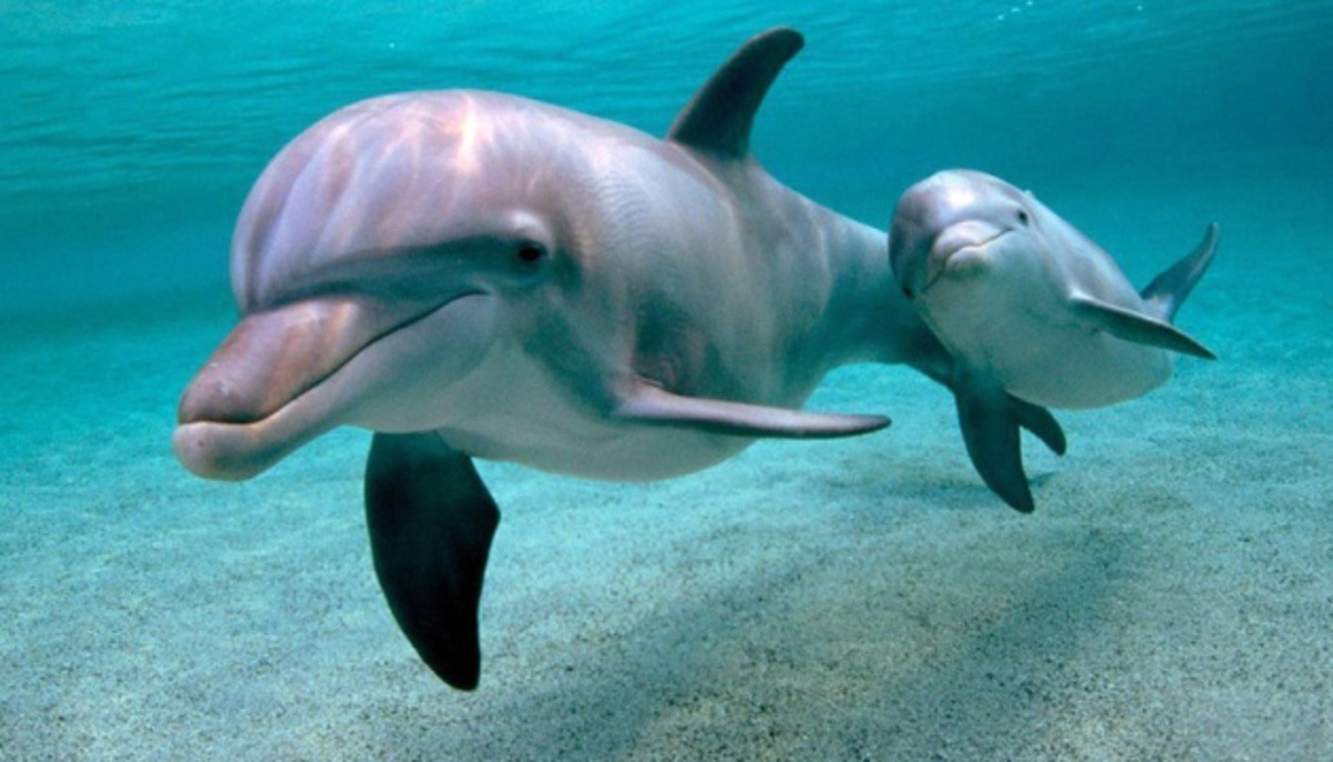 Стало известно, как дельфины и киты пьют воду: соленую им нельзя