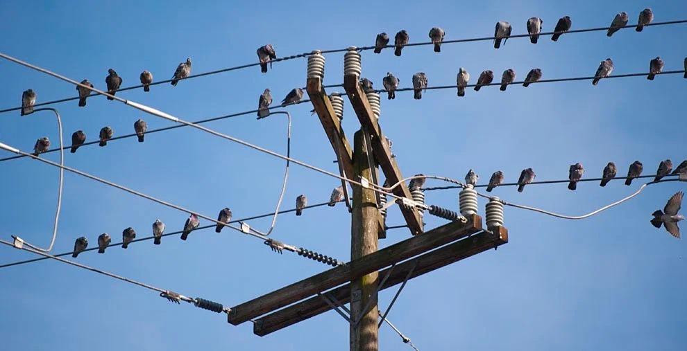 Стало відомо, чому птахів не б’є струмом на високовольтних лініях електропередач