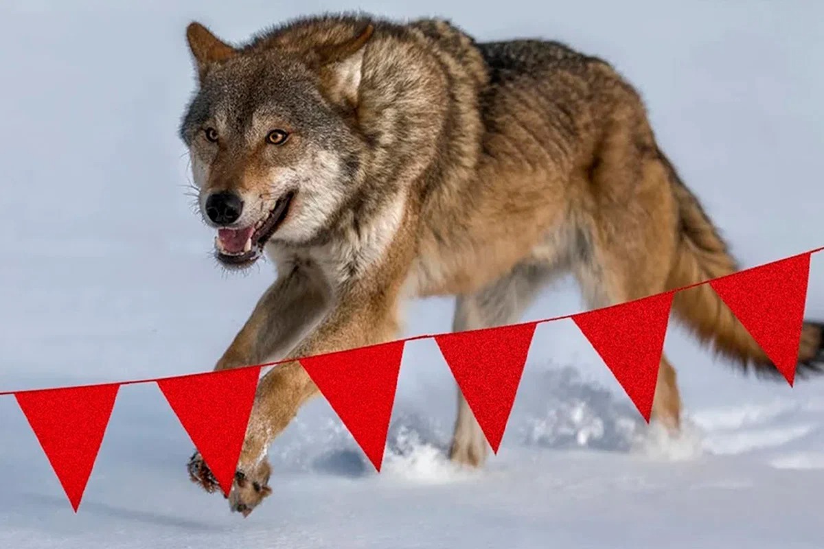 Вчені назвали причину, чому вовки бояться у лісі червоних прапорців