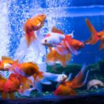 золота рибка