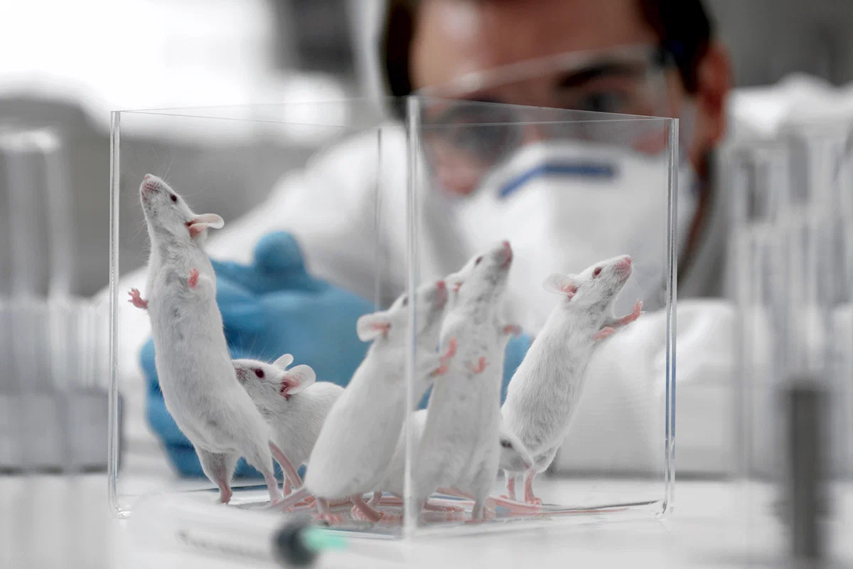Лабораторні миші