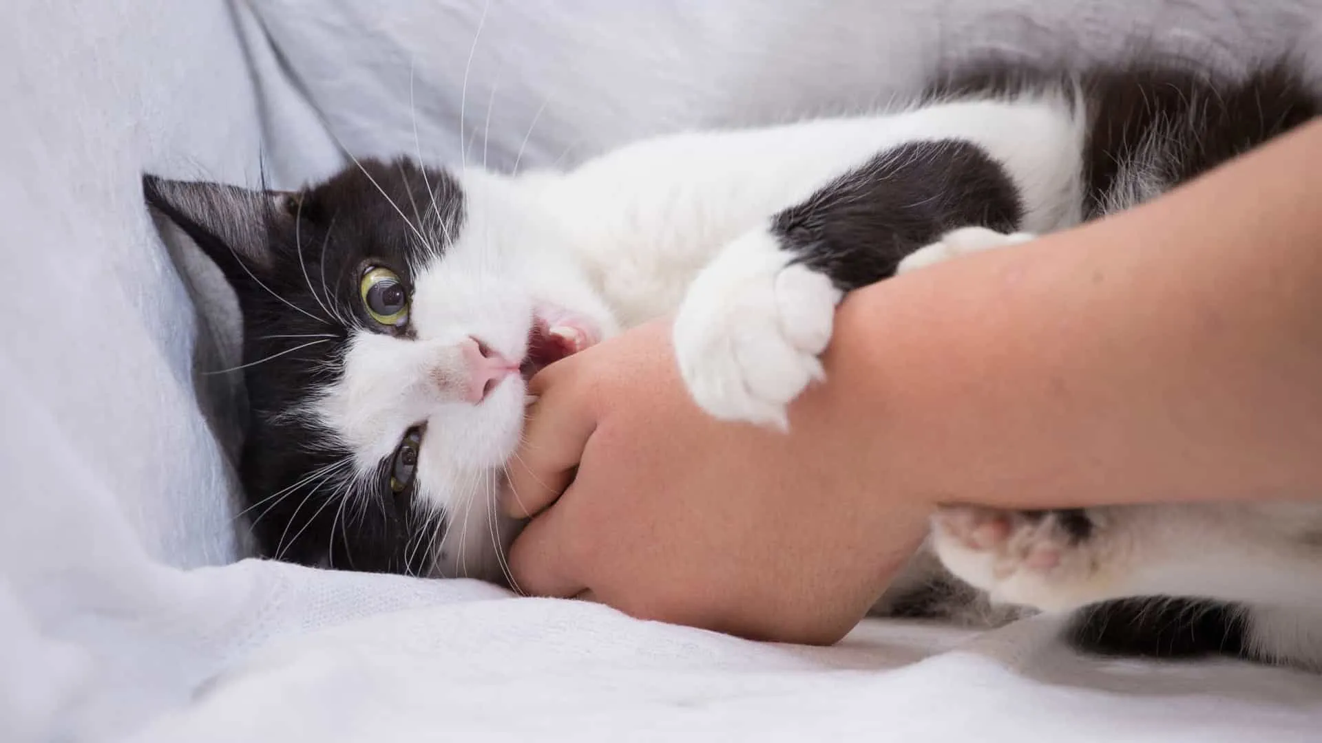 Чому кішка облизує руку господаря перед тим, як вкусити його