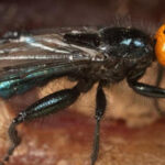 Муха стерв'ятник