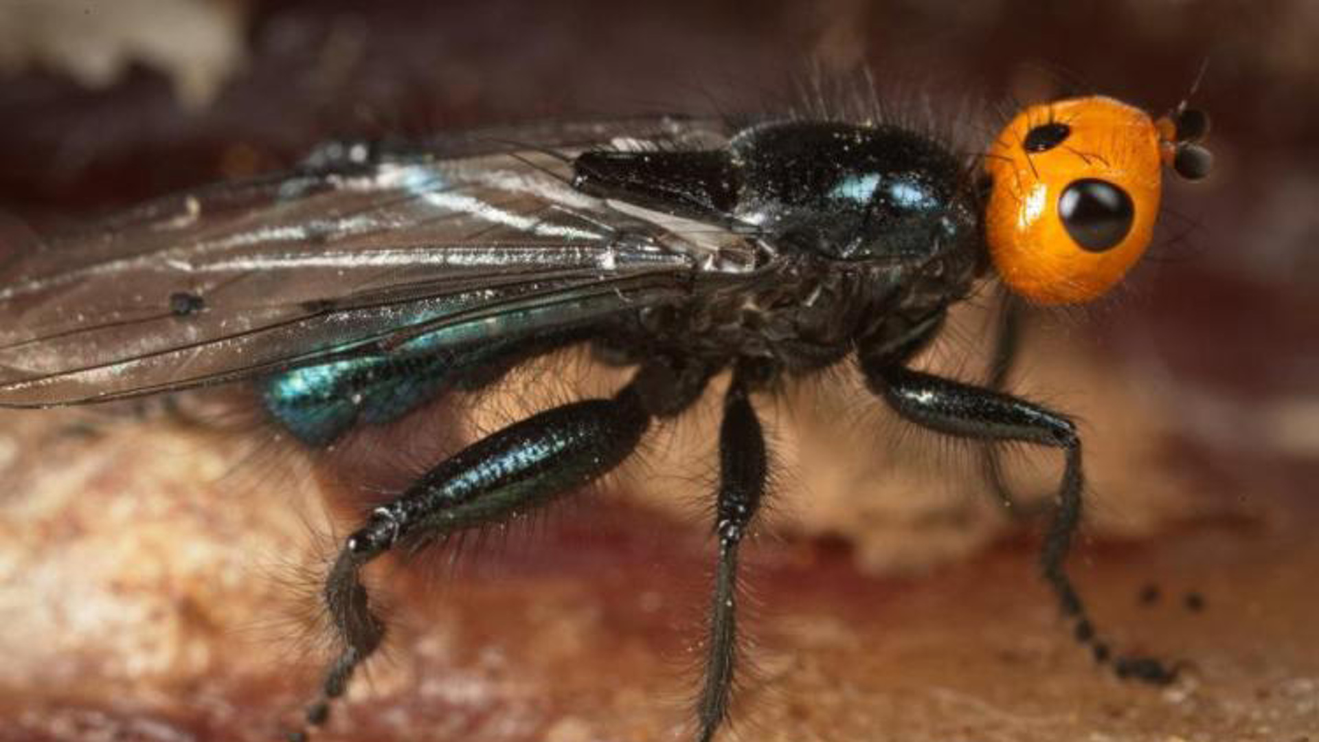 Ядовитая муха. Муха (насекомое). Ядовитые мухи. Муха с оранжевыми глазами. Мухи Юга России.