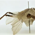 Єдиний екземпляр катидіда