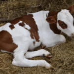 Теля корова