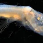 Новий вид сліпого вугра