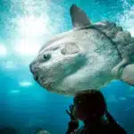 Риба місяць