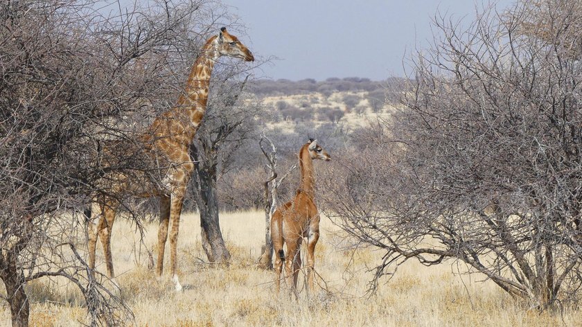 Вчені вперши зустріли жирафу без плям у дикій природі