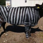 Корова у смужки