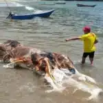 Фахівці оглядають труп тварини, знайдений у Малайзії. джерело: APM Sarawak