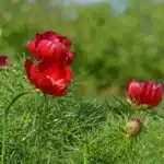 Півонія волотиста