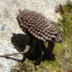 Хребтоплав