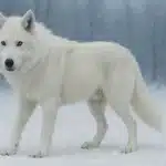 Вовк жахливий