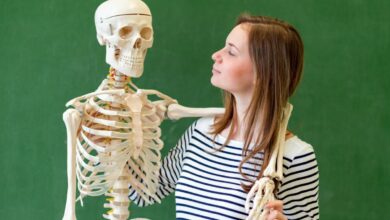 Skeleton