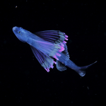 Риба тринога