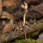 Паразит Pleurocordyceps cornusynnemata