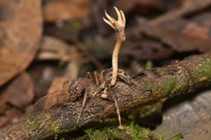Паразит Pleurocordyceps cornusynnemata
