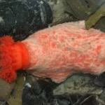 Psolus fabricii